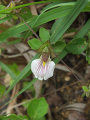 Blepharis maderaspatensis