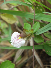 Blepharis maderaspatensis
