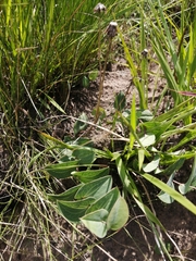 Afroaster perfoliatus