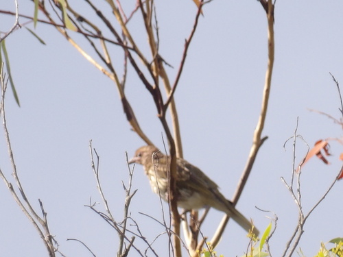 Australasian Figbird (Sphecotheres vieilloti), photo 5
