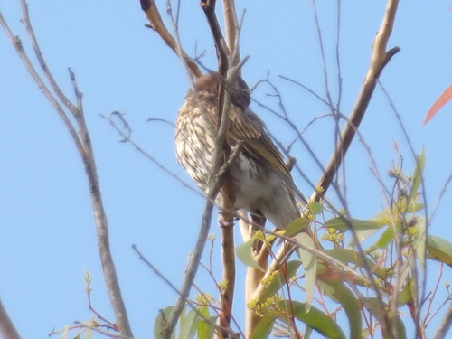 Australasian Figbird (Sphecotheres vieilloti), photo 6