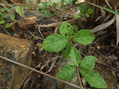 Blepharis maderaspatensis