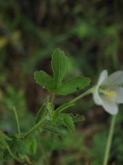Hibiscus lobatus