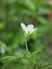 Hibiscus lobatus