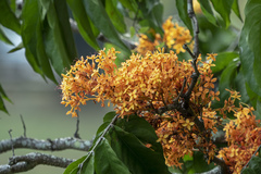Saraca