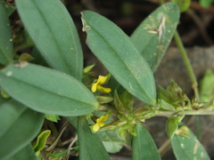Polygala arvensis