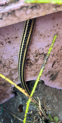 Western Ribbon Snake