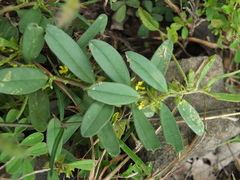 Polygala arvensis