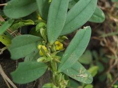 Polygala arvensis