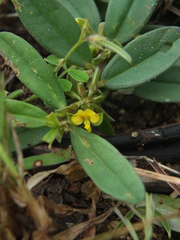 Polygala arvensis