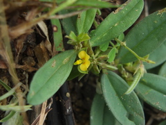 Polygala arvensis