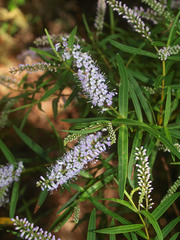 Veronica stenophylla