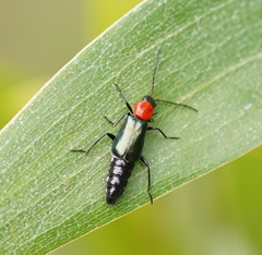 Carphurus cyanopterus