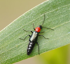 Carphurus cyanopterus