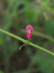 Pseudarthria viscida