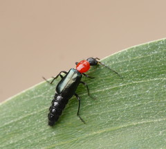 Carphurus cyanopterus