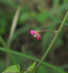 Pseudarthria viscida