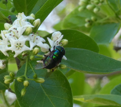 Unknown species found near Hidalgo County, TX, USA