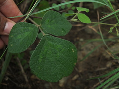 Pseudarthria viscida