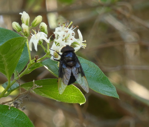 Unknown species found near Hidalgo County, TX, USA