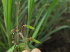 Pseudarthria viscida