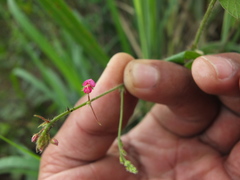 Pseudarthria viscida