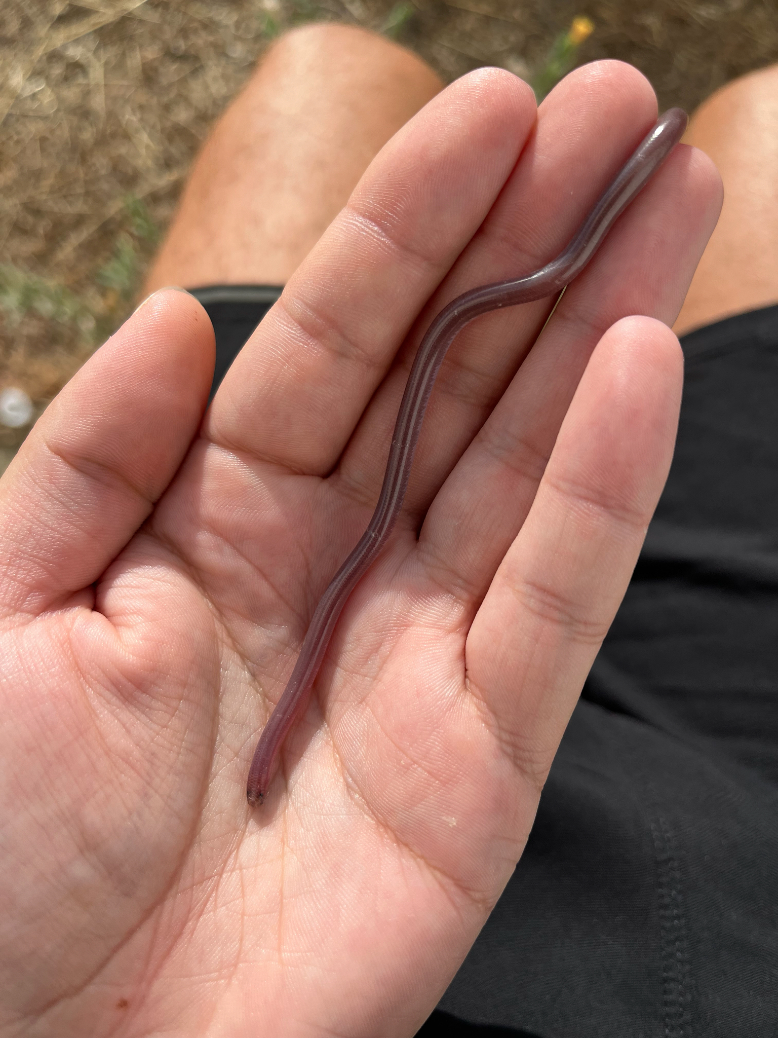 Southern Blind Snake photo 3