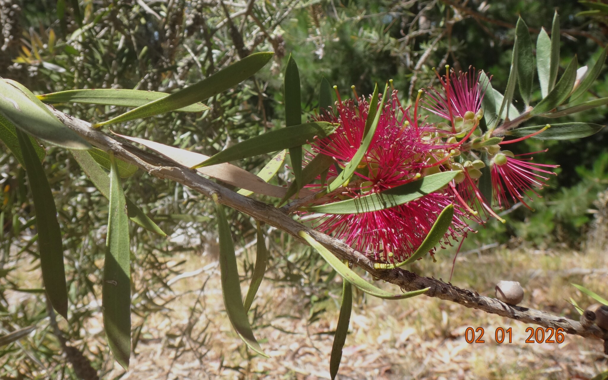 Limpiatubos