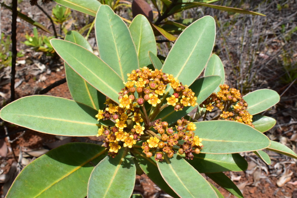Tristaniopsis glauca