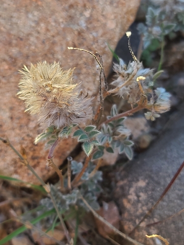 Wright's prairie clover (Dalea wrightii)