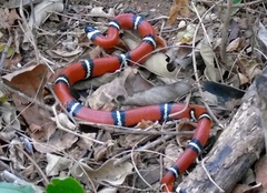 Lampropeltis polyzona