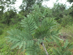 Vachellia leucophloea