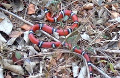 Lampropeltis polyzona