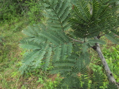 Vachellia leucophloea