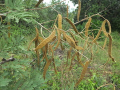 Vachellia leucophloea