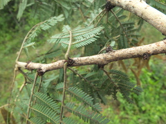 Vachellia leucophloea
