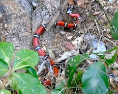 Lampropeltis polyzona