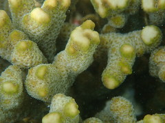 Montipora digitata