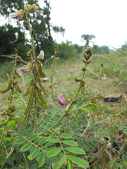Tephrosia villosa
