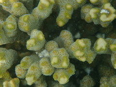 Montipora digitata
