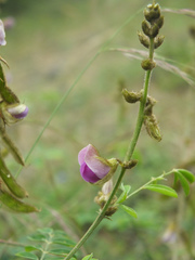 Tephrosia villosa