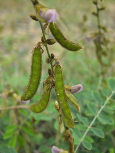 Image of Tephrosia villosa by (c) Siddarth Machado, some rights reserved (CC BY)