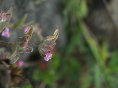 Cyanotis fasciculata