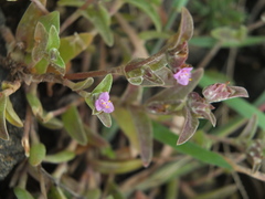 Cyanotis fasciculata