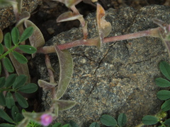 Cyanotis fasciculata