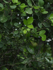 Pleiospermium alatum