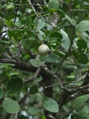 Pleiospermium alatum