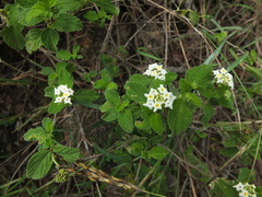 Lantana veronicifolia