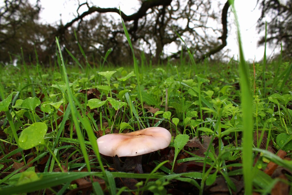 Collybia nuda · December 2025 · photo: © dominic (iNaturalist, cc-by)