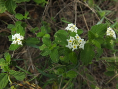 Lantana veronicifolia